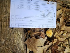 Marasmius strictipes