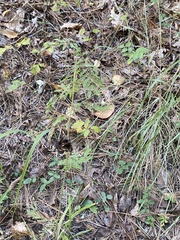 Desmanthus illinoensis