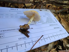 Marasmius strictipes