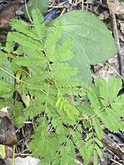 Desmanthus illinoensis