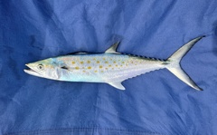 Scomberomorus maculatus