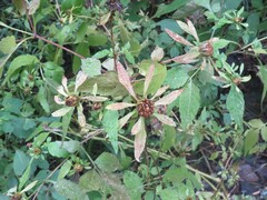 Bidens tripartita