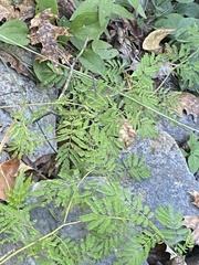 Desmanthus illinoensis