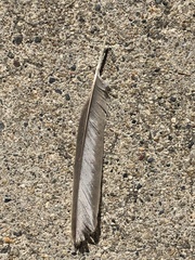 Passer domesticus