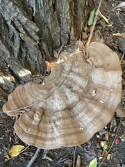 Ganoderma applanatum