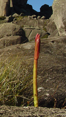 Hippeastrum morelianum