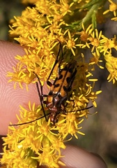 Strangalia sexnotata