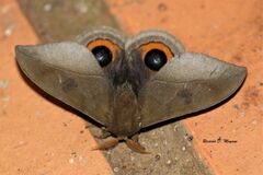 Automeris naranja