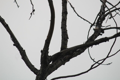 Leiothlypis peregrina