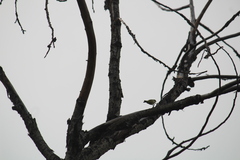 Leiothlypis peregrina