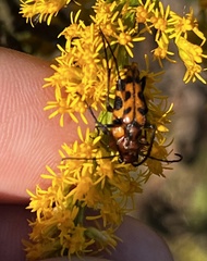 Strangalia sexnotata