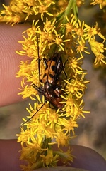 Strangalia sexnotata