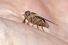 Scaptia