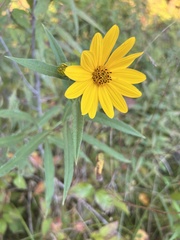 Helianthus verticillatus