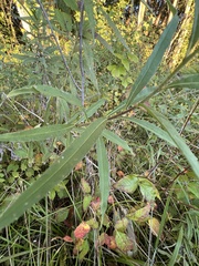 Helianthus verticillatus