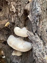 Trametes suaveolens