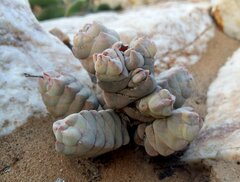 Crassula plegmatoides