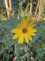 Helianthus verticillatus