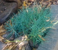 Dianthus caryophyllus