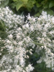 Eupatorium serotinum