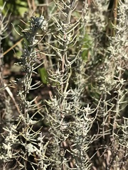 Artemisia filifolia