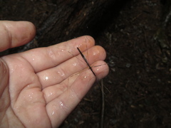 Emesaya brevipennis