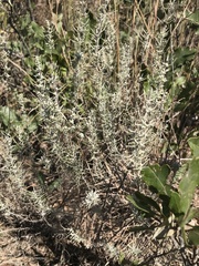 Artemisia filifolia