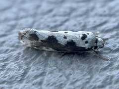 Ethmia
