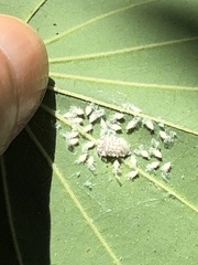 Pseudococcus