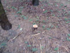 Paralepista flaccida