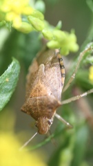 Podisus maculiventris