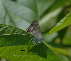 Thereus cithonius