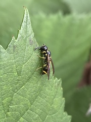 Symmorphus canadensis