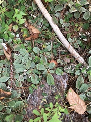 Antennaria plantaginifolia