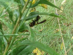 Myzinum quinquecinctum