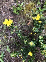 Hibbertia sericea