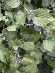 Ampelopsis cordata