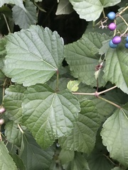 Ampelopsis cordata