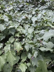 Ampelopsis cordata
