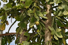 Brasiliopuntia brasiliensis