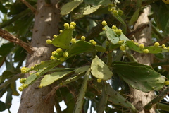 Brasiliopuntia brasiliensis