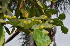 Brasiliopuntia brasiliensis