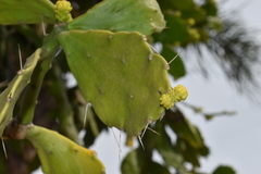 Brasiliopuntia brasiliensis
