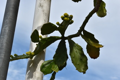 Brasiliopuntia brasiliensis