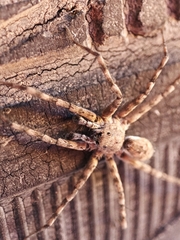 Heteropoda venatoria