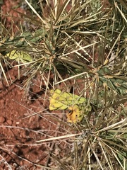 Cylindropuntia davisii