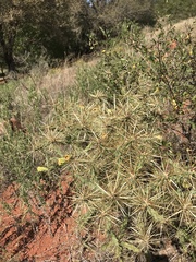 Cylindropuntia davisii