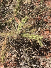 Cylindropuntia davisii