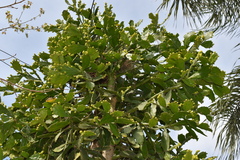 Brasiliopuntia brasiliensis