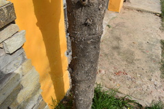Brasiliopuntia brasiliensis